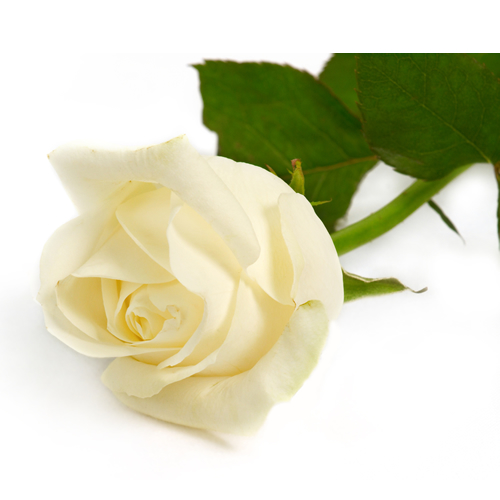 carta da parati mawar putih,fiore,pianta fiorita,bianca,rose da giardino,rosa