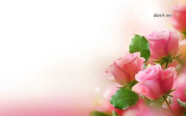 fond d'écran mawar putih,pétale,rose,fleur,plante,roses de jardin