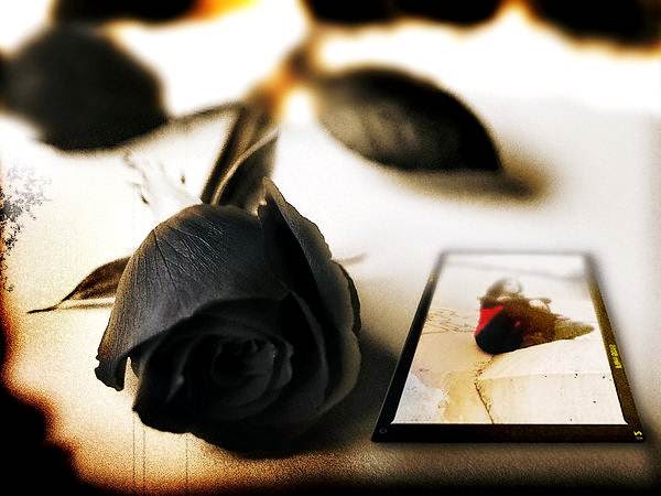 fond d'écran mawar hitam,photographie de nature morte,nature morte,la photographie,plante,rose