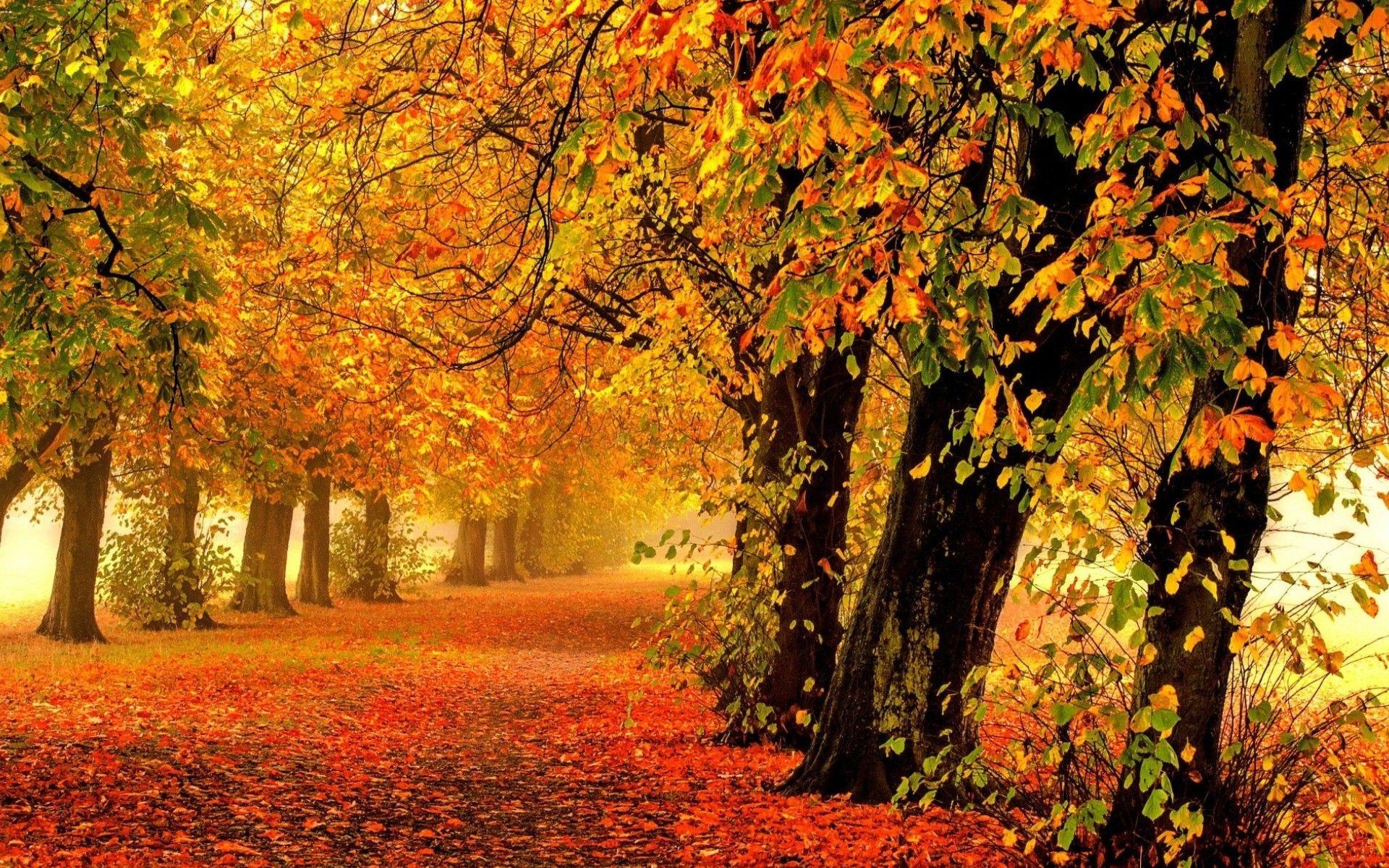 壁紙warna emas,木,自然の風景,自然,葉,秋