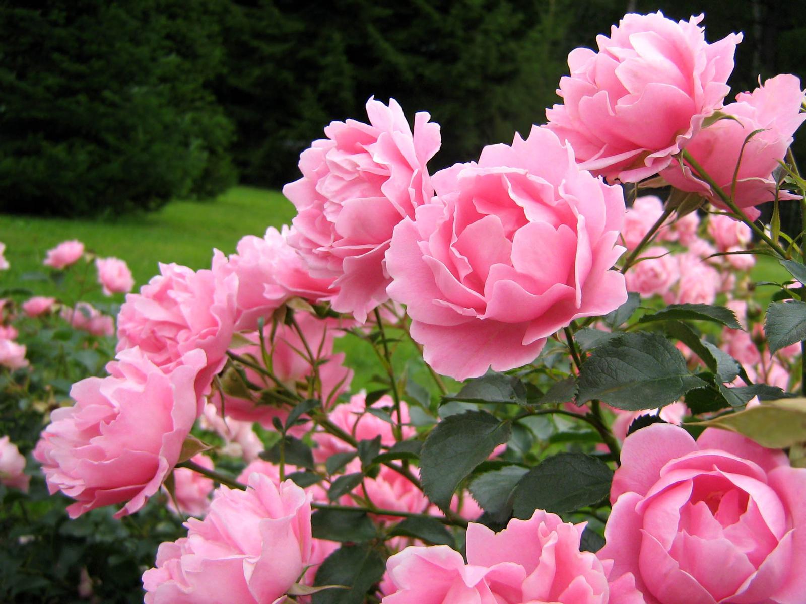 papier peint nuansa rose,fleur,plante à fleurs,julia enfant rose,pétale,roses de jardin