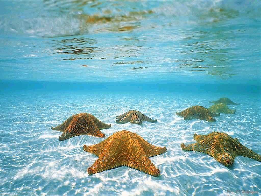 papel pintado corak,estrella de mar,tortuga verde,tortuga marina,mar,vacaciones