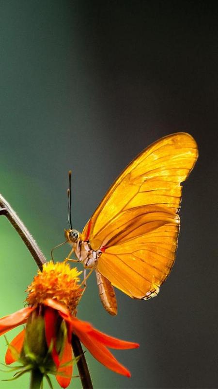 Borboleta Proteção De Tela WallpaperUse