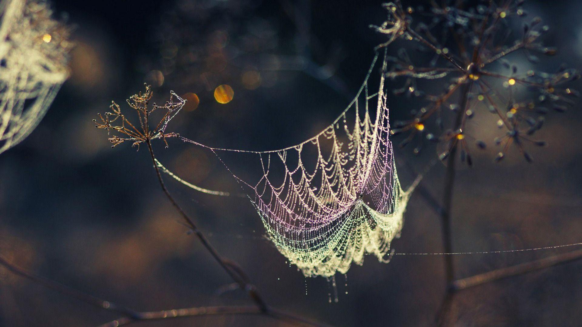 ウェブ壁紙hd,クモの巣,水,朝,空,葉