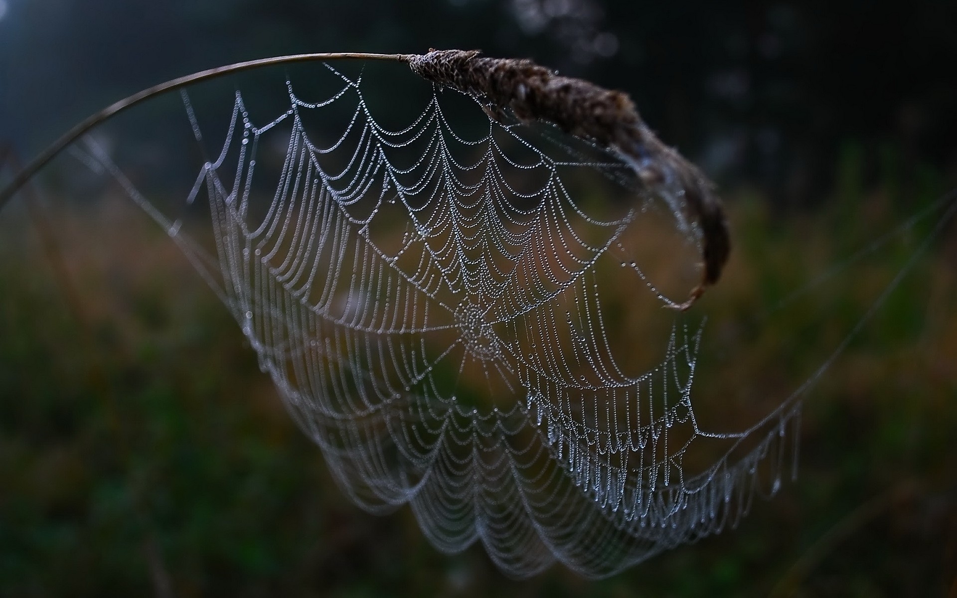 ウェブ壁紙hd,クモの巣,水,朝,水分,葉
