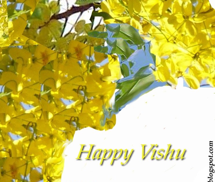 fondo de pantalla de vishu para móvil,amarillo,flor,árbol,planta,forsitia