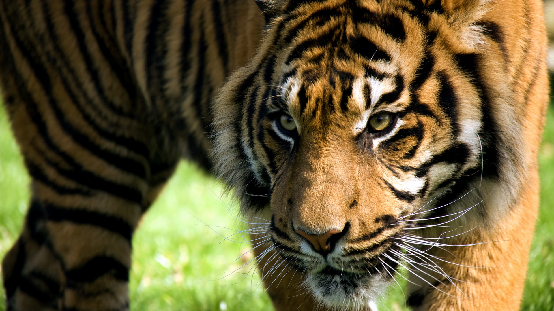 papier peint agressif,tigre,faune,animal terrestre,tigre du bengale,tigre de sibérie