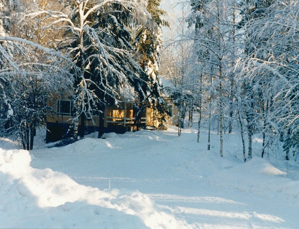 남부 벽지,눈,겨울,나무,동결,서리