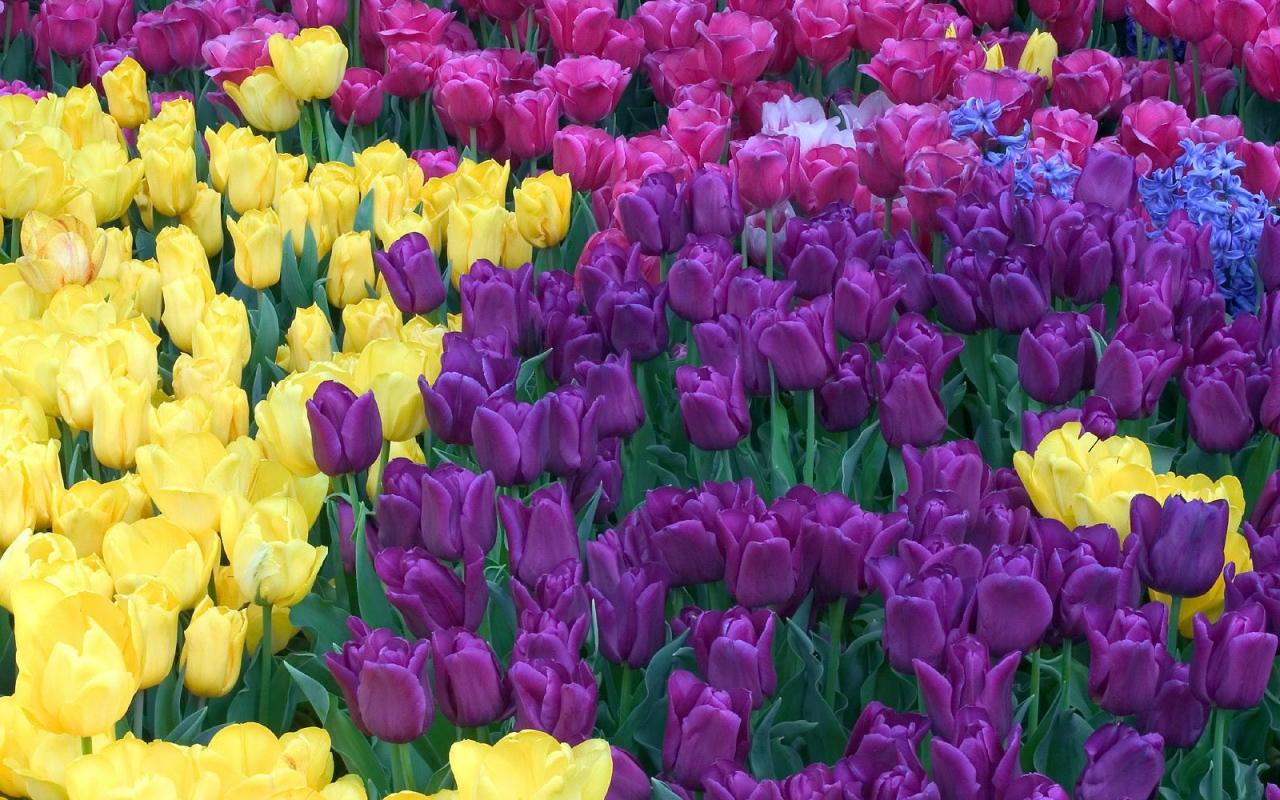 tulipanes de pantalla en vivo,flor,tulipán,planta floreciendo,pétalo,planta