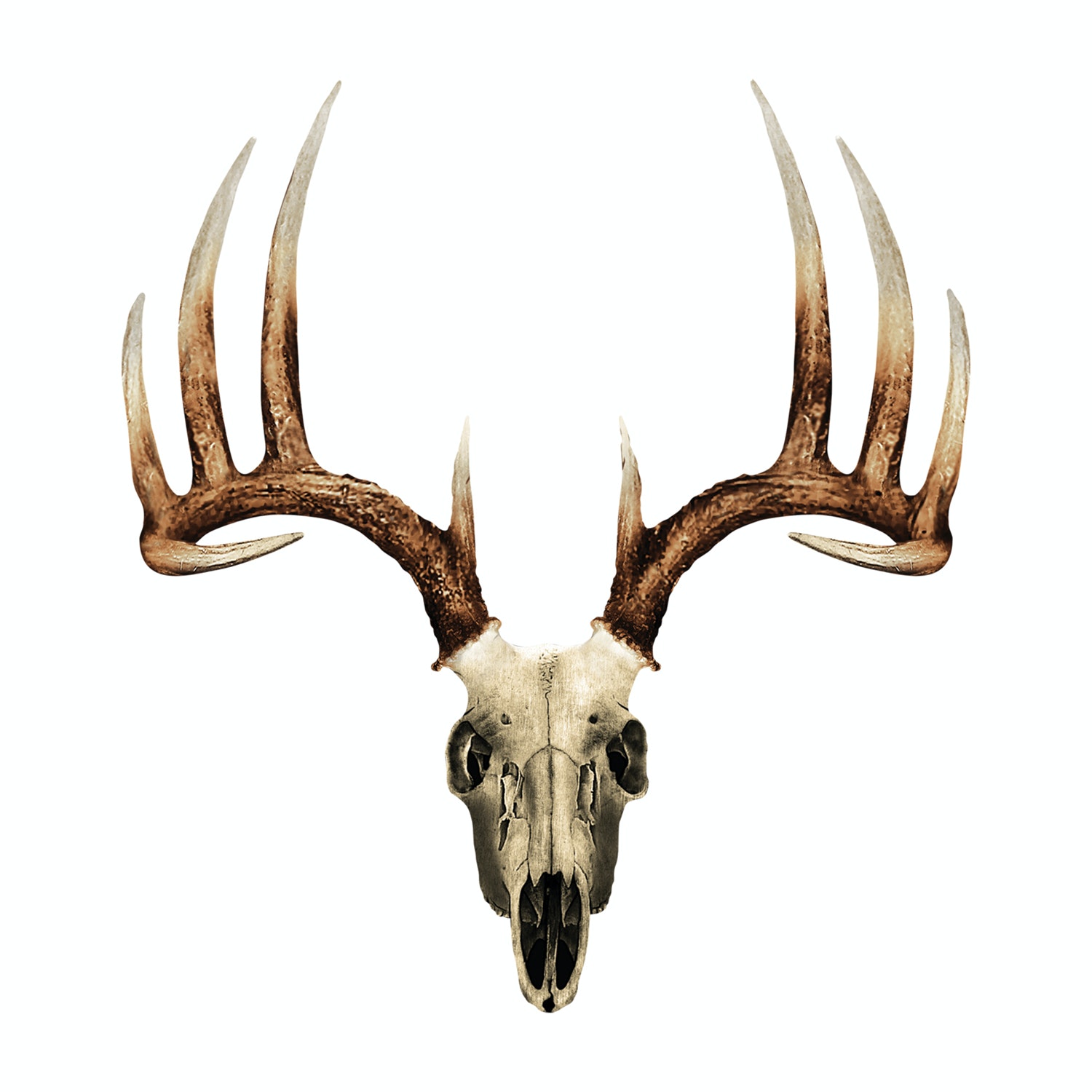 fondo de pantalla de cráneo de ciervo,cuerno,cuerno,cabeza,ciervo,reno