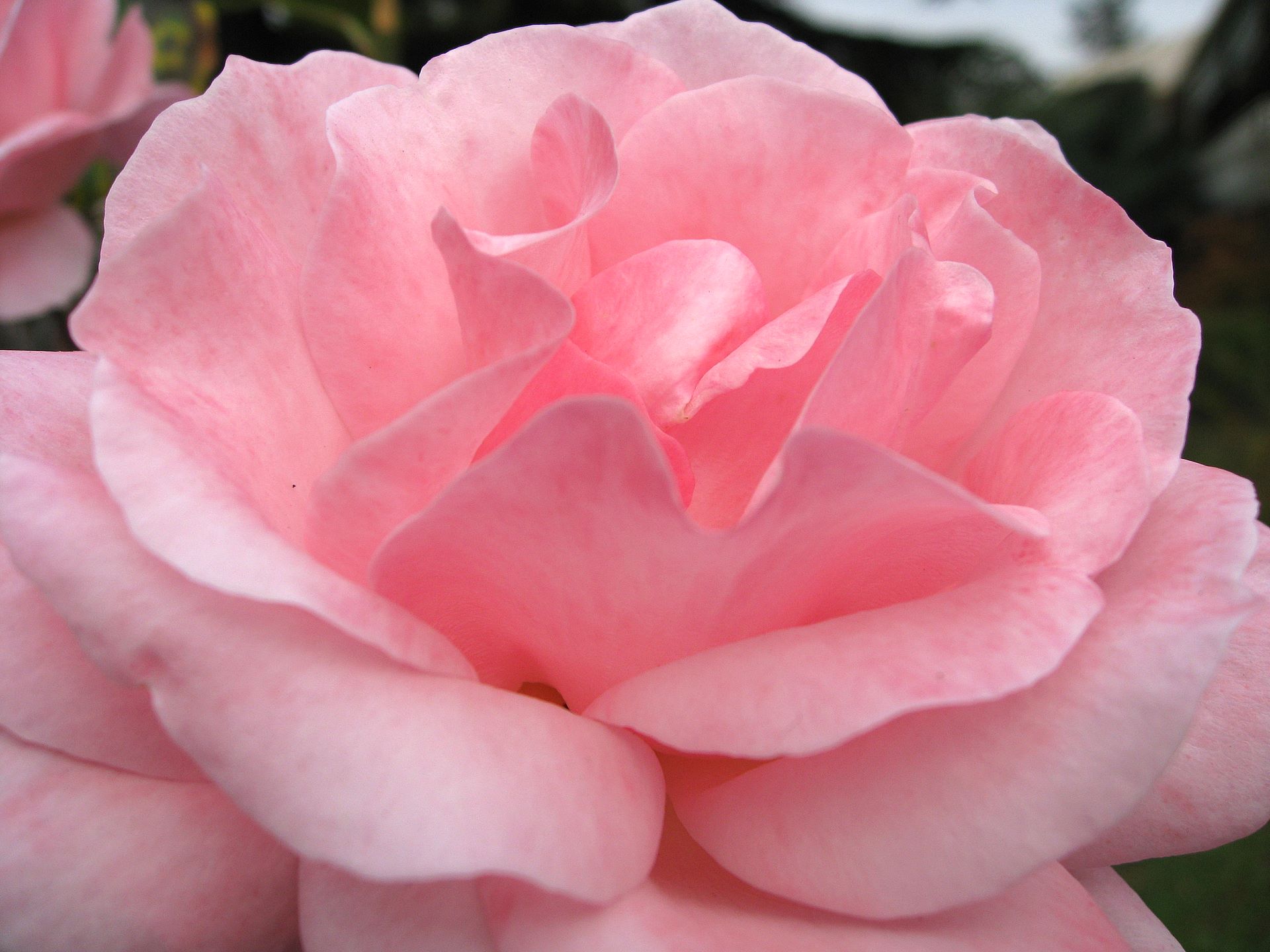 foto di carta da parati rosa,fiore,petalo,pianta fiorita,rosa,julia child rose