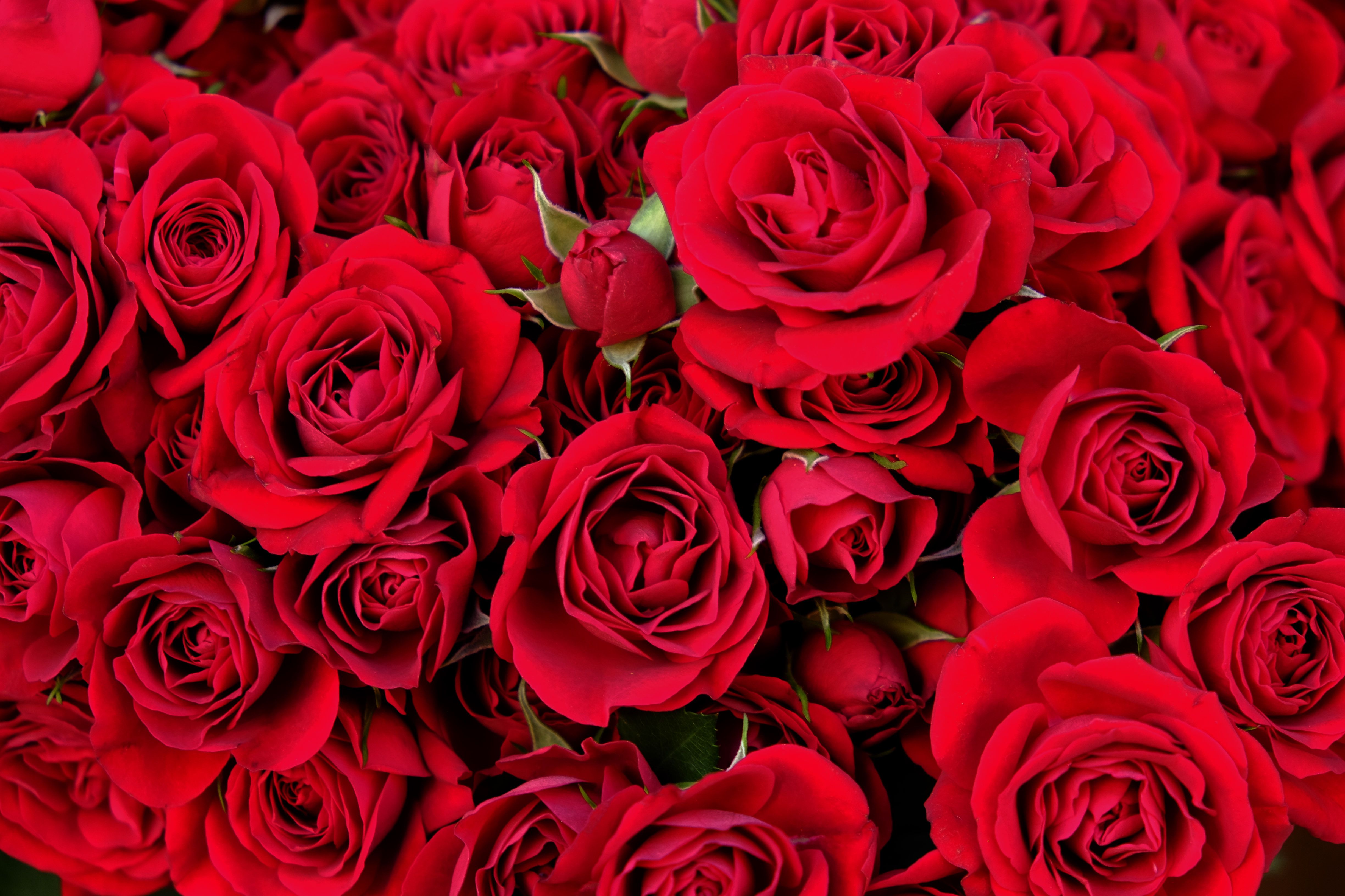 foto di carta da parati rosa,fiore,rosa,rose da giardino,pianta fiorita,rosso
