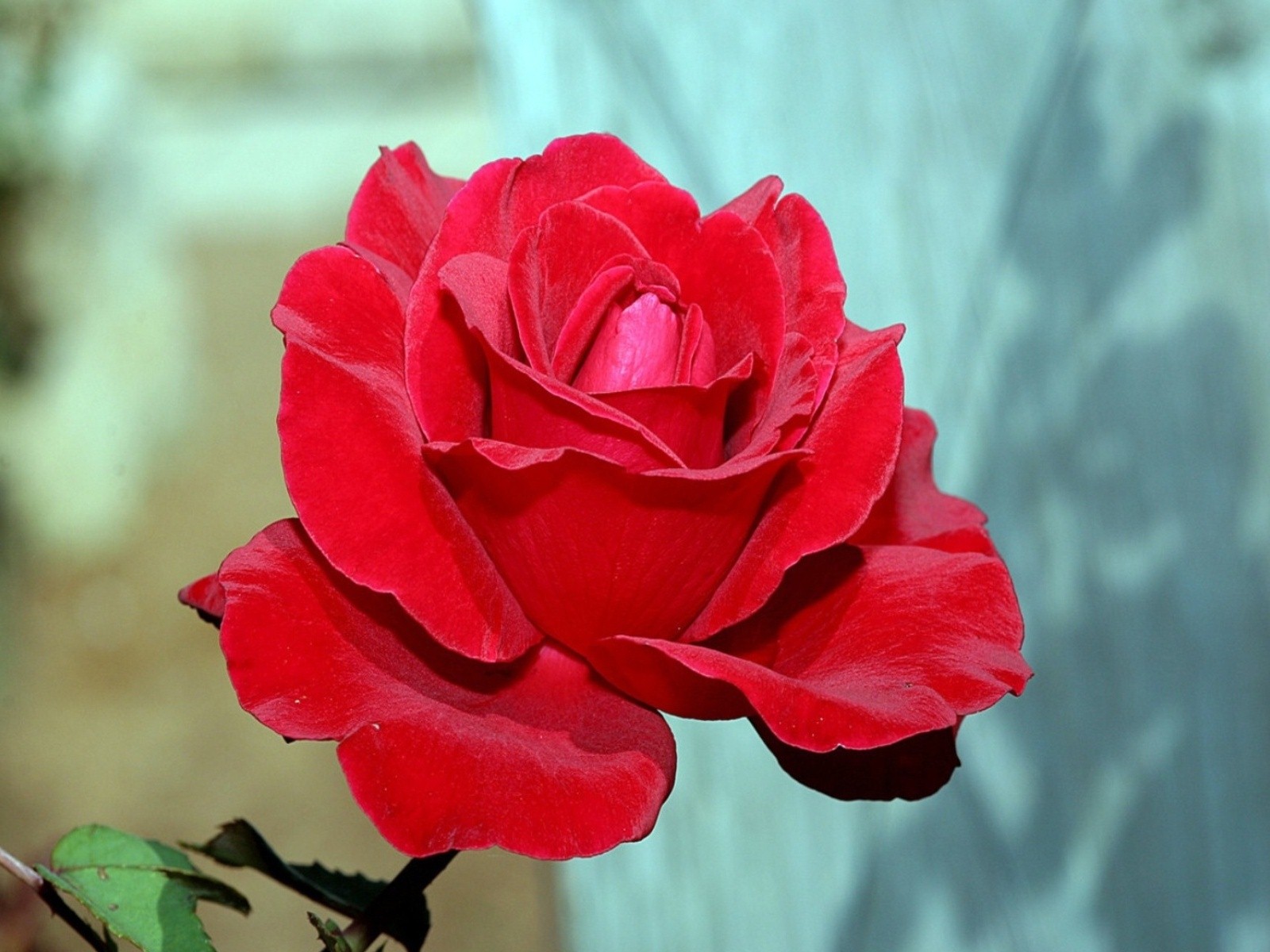rose images hd wallpaper,flower,flowering plant,petal,garden roses,red ...