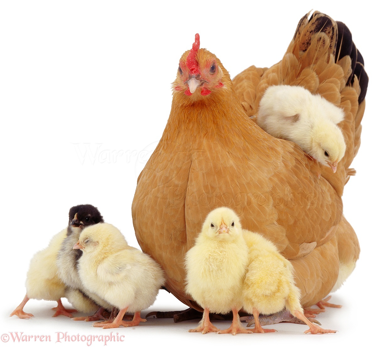 carta da parati gallina,pollo,uccello,gallo,bestiame,pollame