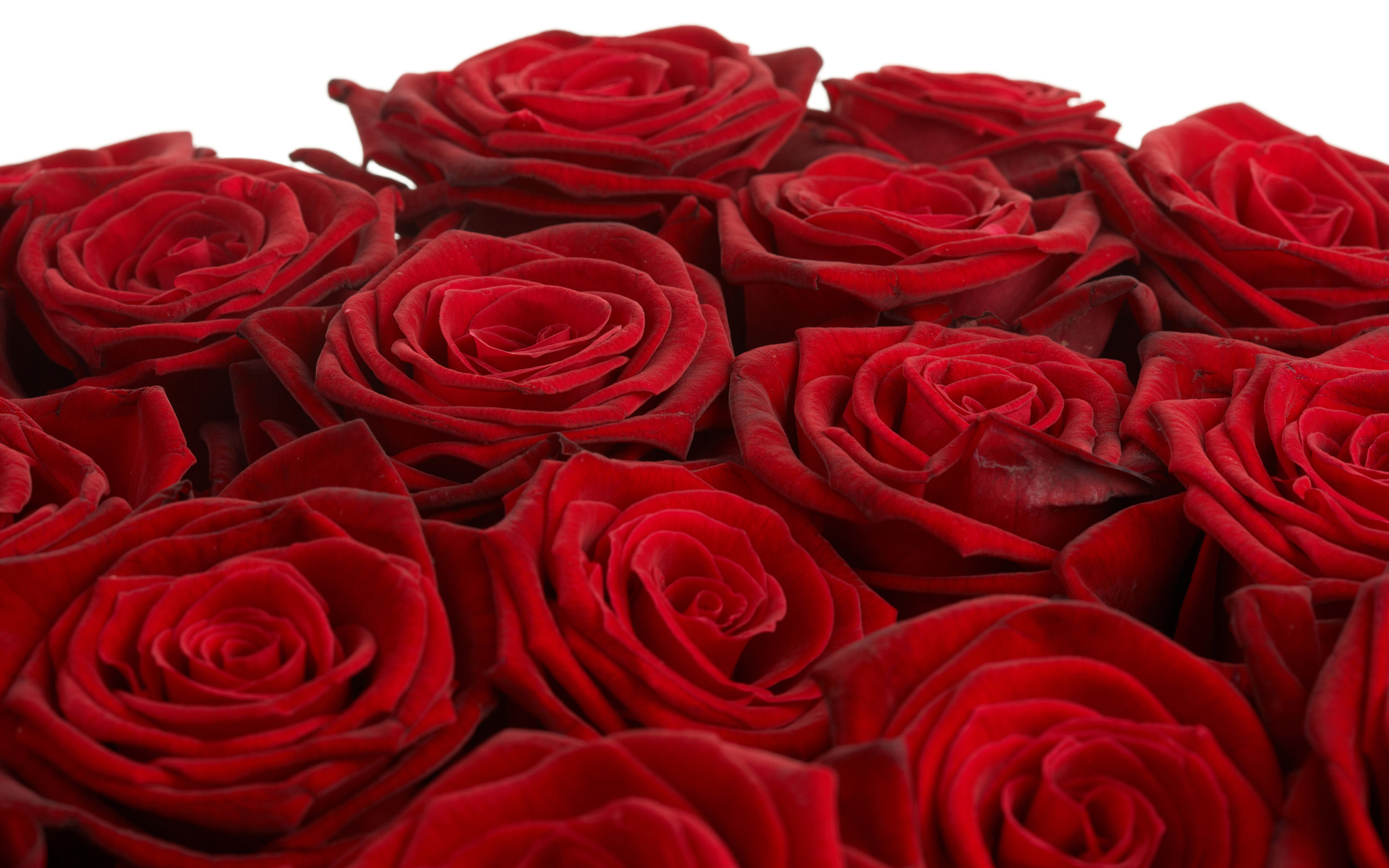 fond d'écran 3d rose rouge,fleur,rose,roses de jardin,plante à fleurs,rouge