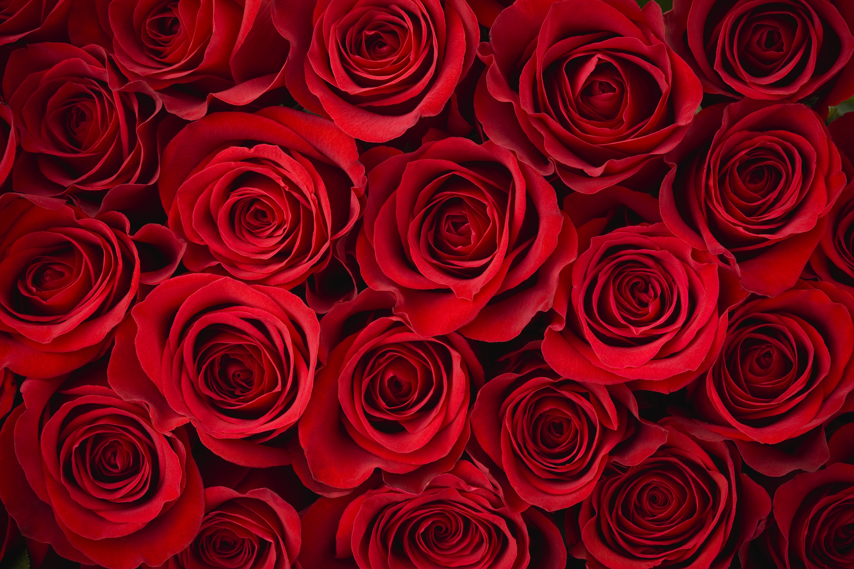 papier peint couleur rose,rose,roses de jardin,rouge,fleur,floribunda