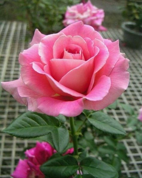 leggi lo sfondo rosa,fiore,pianta fiorita,julia child rose,rose da giardino,rosa