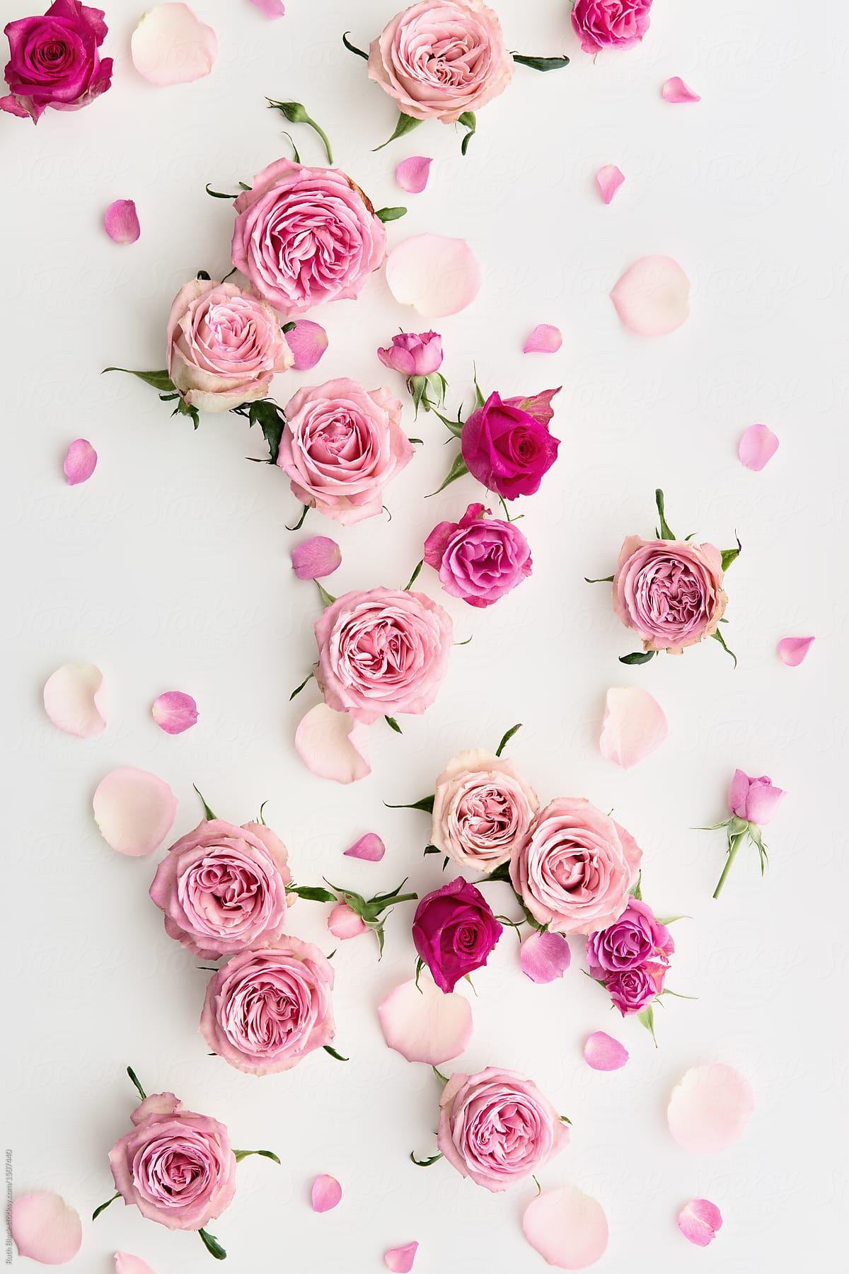 고품질 장미 벽지,분홍,장미,정원 장미,꽃,꽃잎