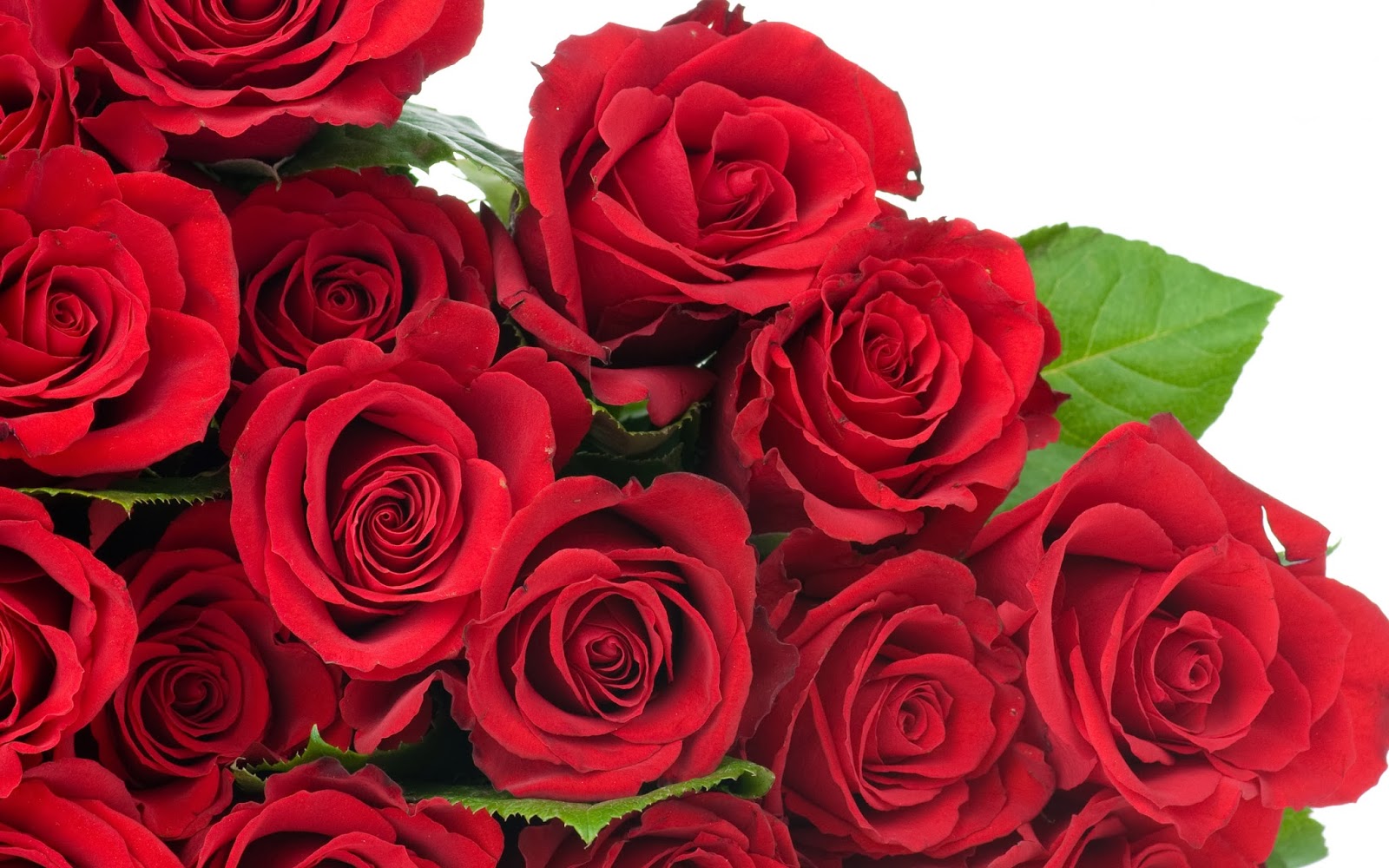 赤いバラの花の壁紙,花,ローズ,庭のバラ,開花植物,赤