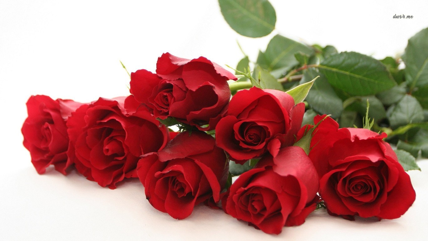 赤いバラの花の壁紙,花,ローズ,庭のバラ,開花植物,赤