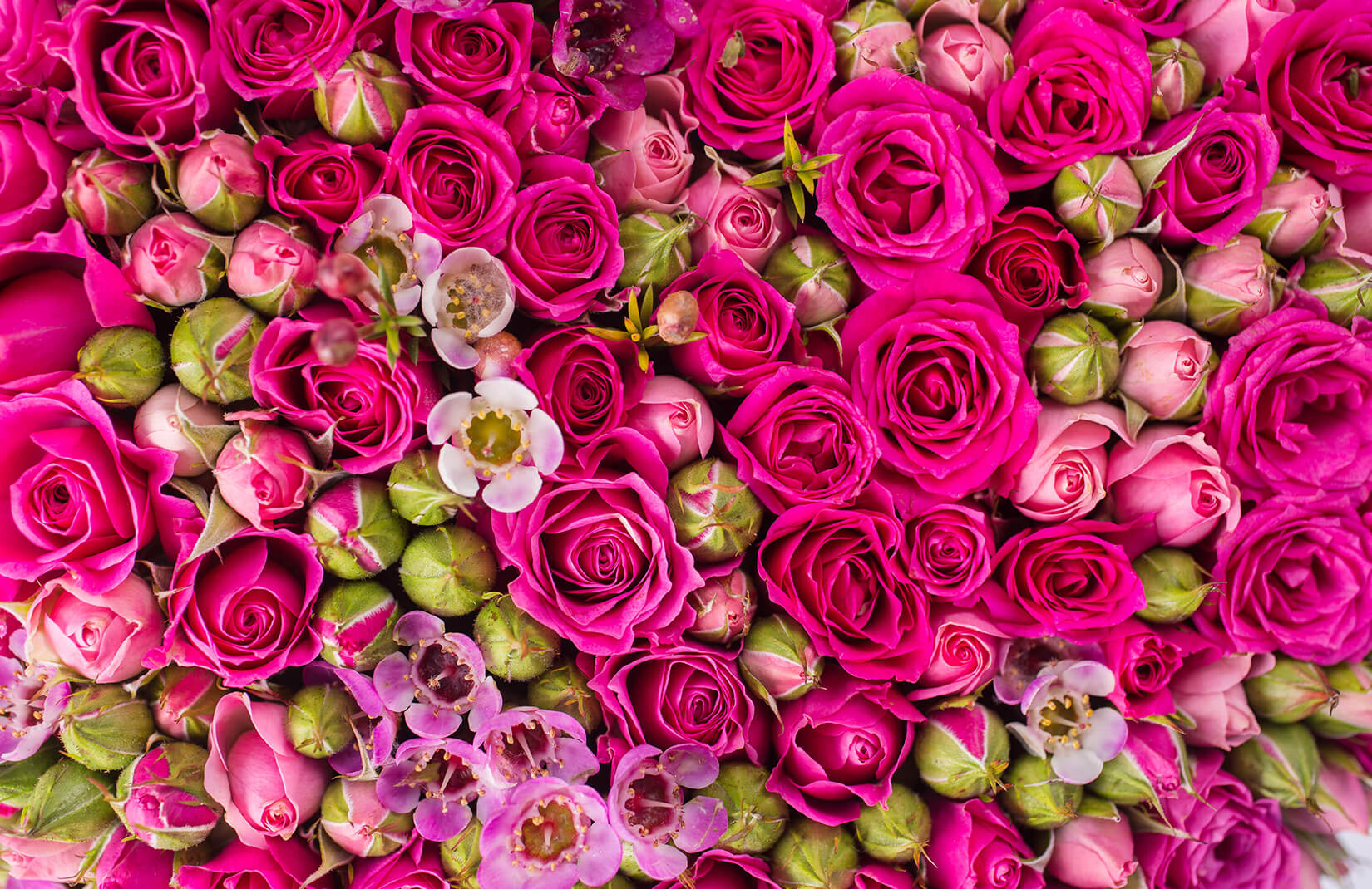 carta da parati rosa per pareti,fiore,pianta fiorita,rose da giardino,rosa,rosa