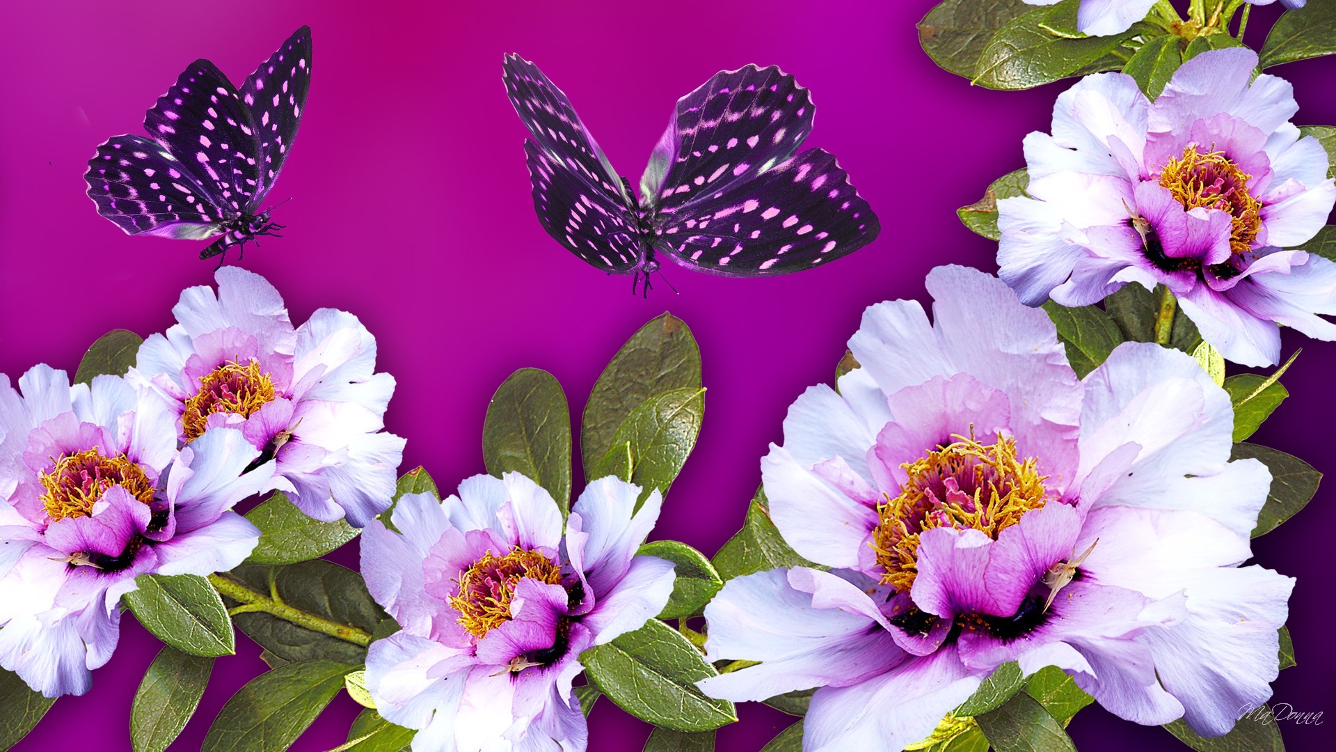 papier peint floral lumineux,fleur,pétale,papillon,plante,plante à fleurs