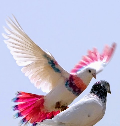 fond d'écran de pigeon de course,oiseau,aile,plume,colombe,pigeons et colombes