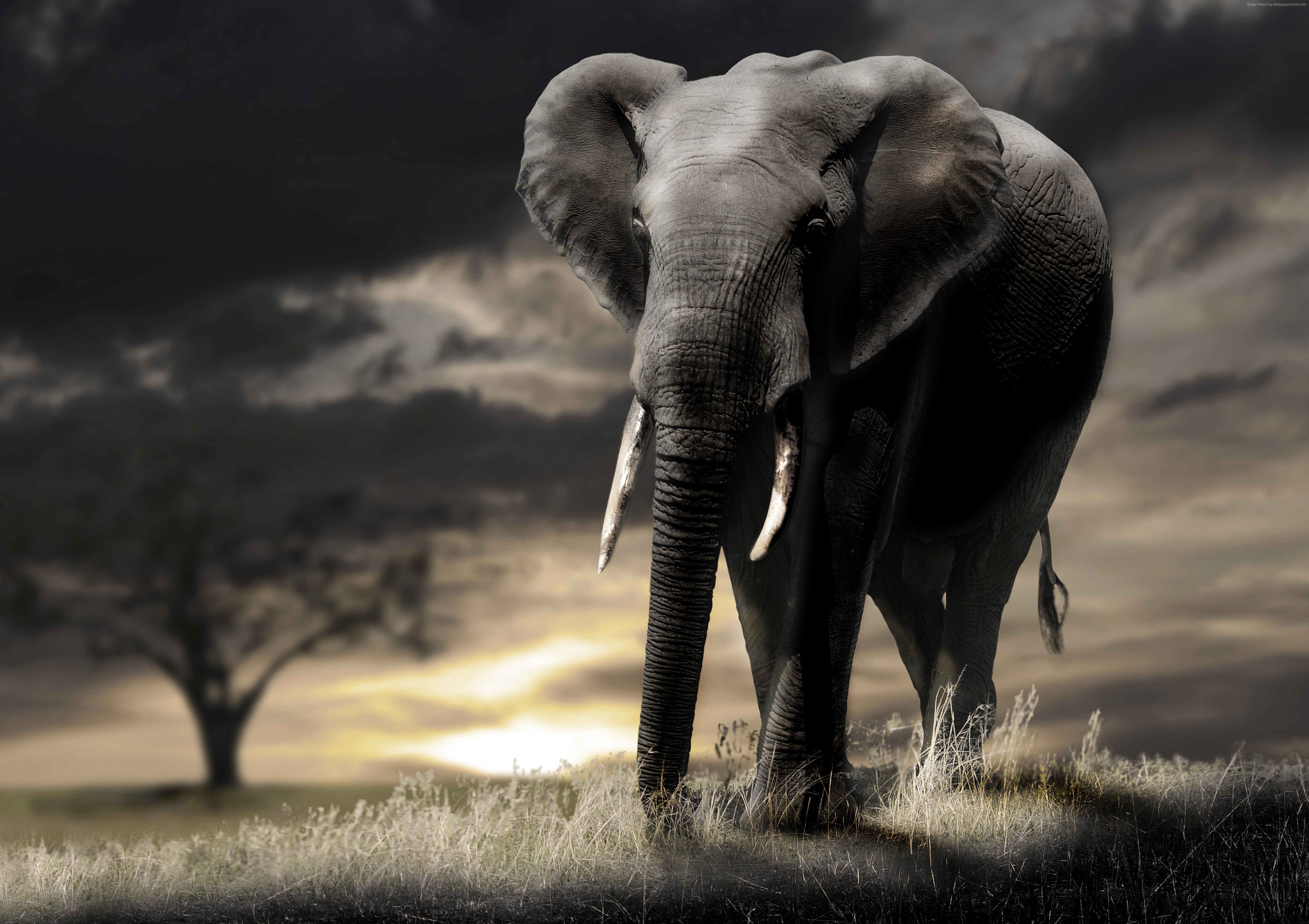 carta da parati showhome,elefante,elefanti e mammut,animale terrestre,natura,elefante africano