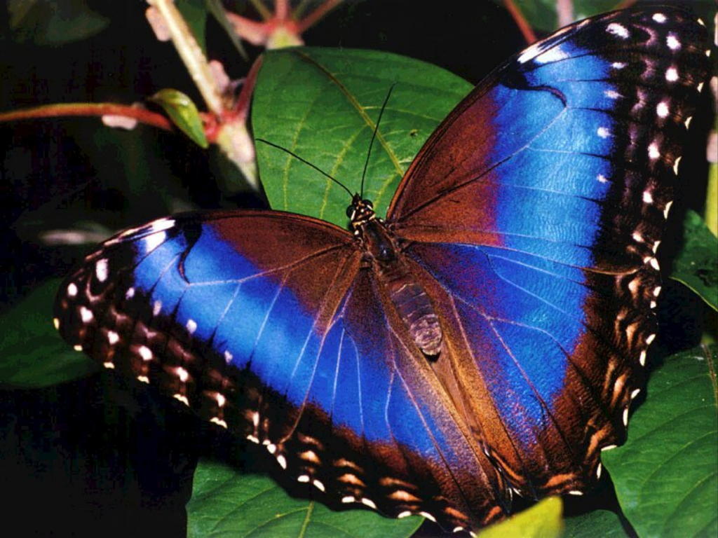 papier peint papillon coloré,papillons et papillons,papillon,insecte,invertébré,papillon aux pieds brosse