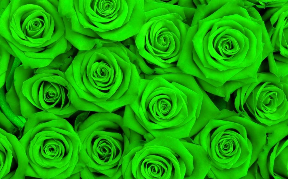 パペル壁紙 庭のバラ ローズ 花 工場 緑 Wallpaperuse