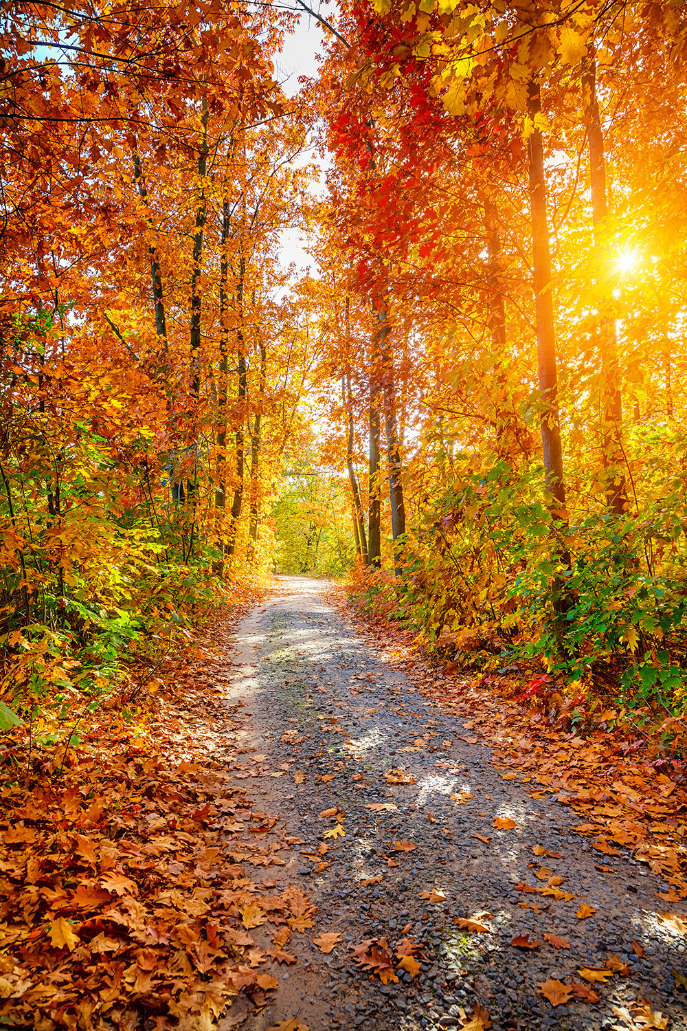 rastro de papel tapiz,paisaje natural,naturaleza,árbol,bosque,otoño