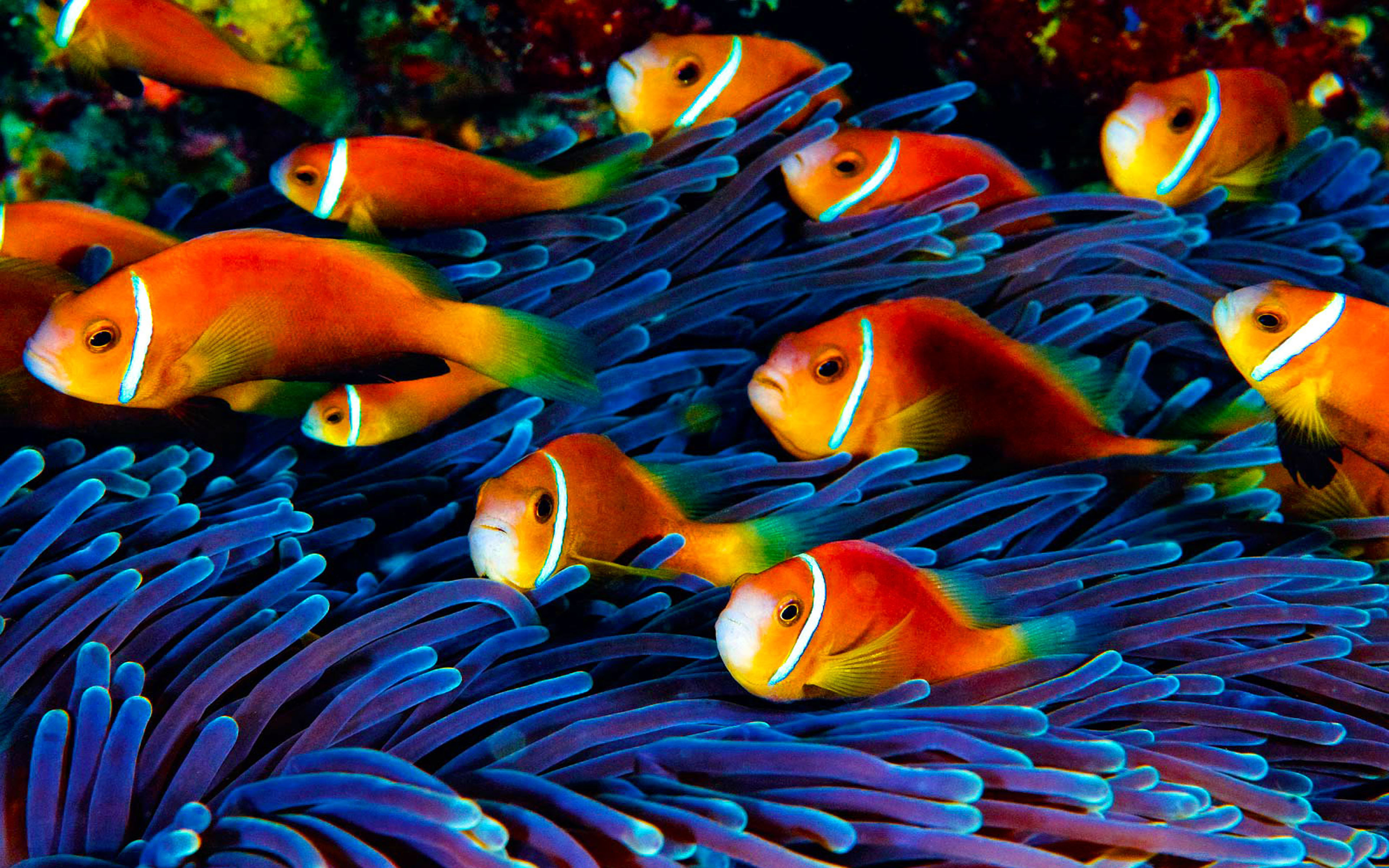 www download di sfondi hd,pesce,pesce anemone,pomacentridae,biologia marina,barriera corallina