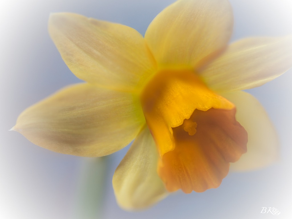 carta da parati narciso,pianta fiorita,petalo,fiore,giallo,bianca