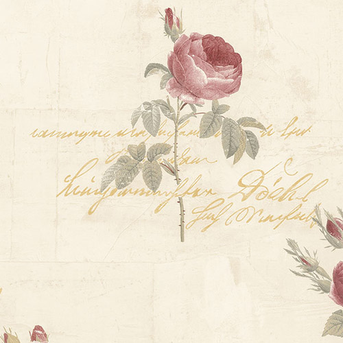 fondo de pantalla de script,rosas de jardín,rosado,flor,rosa,rosa centifolia