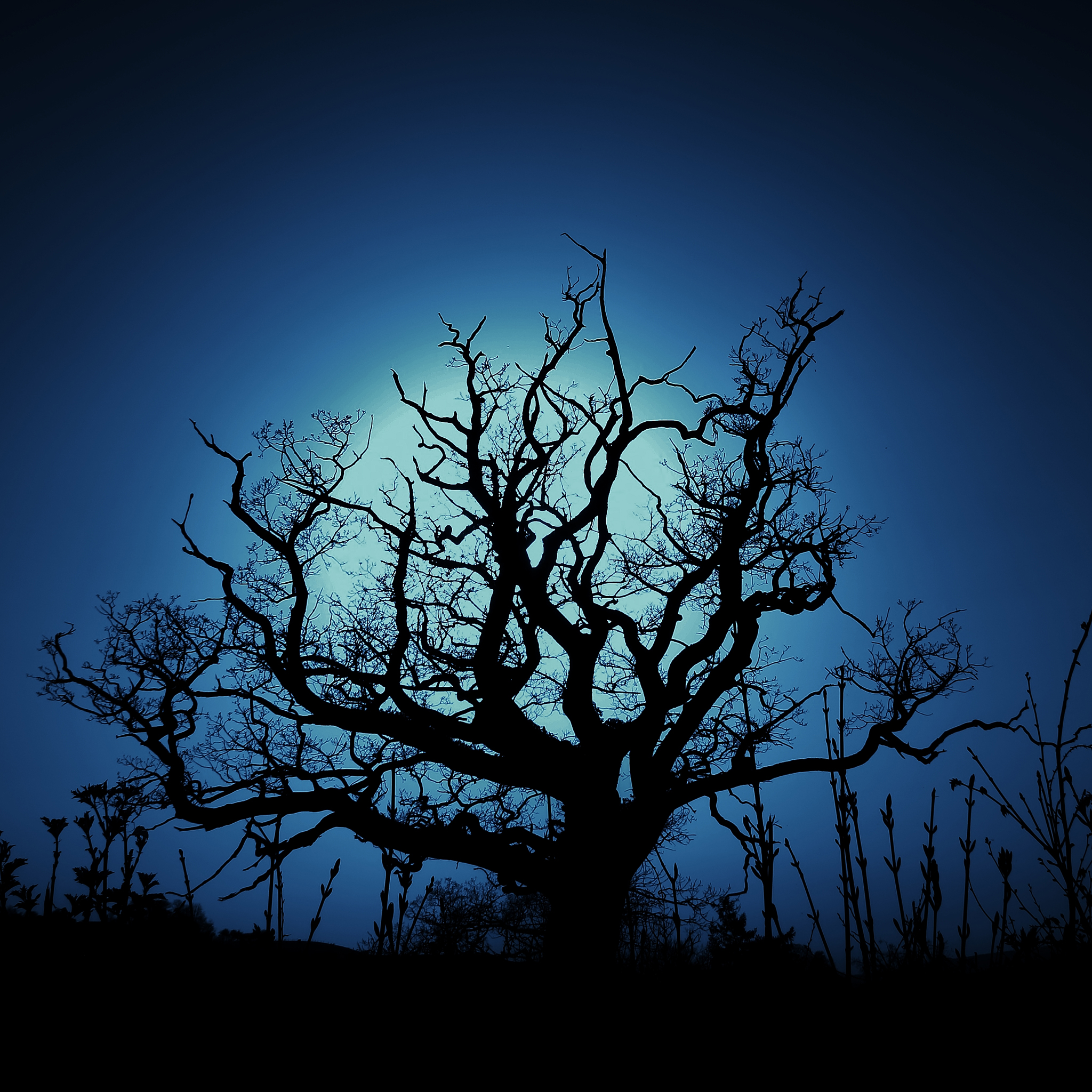 fondo de pantalla de árbol oscuro,cielo,árbol,naturaleza,paisaje natural,azul