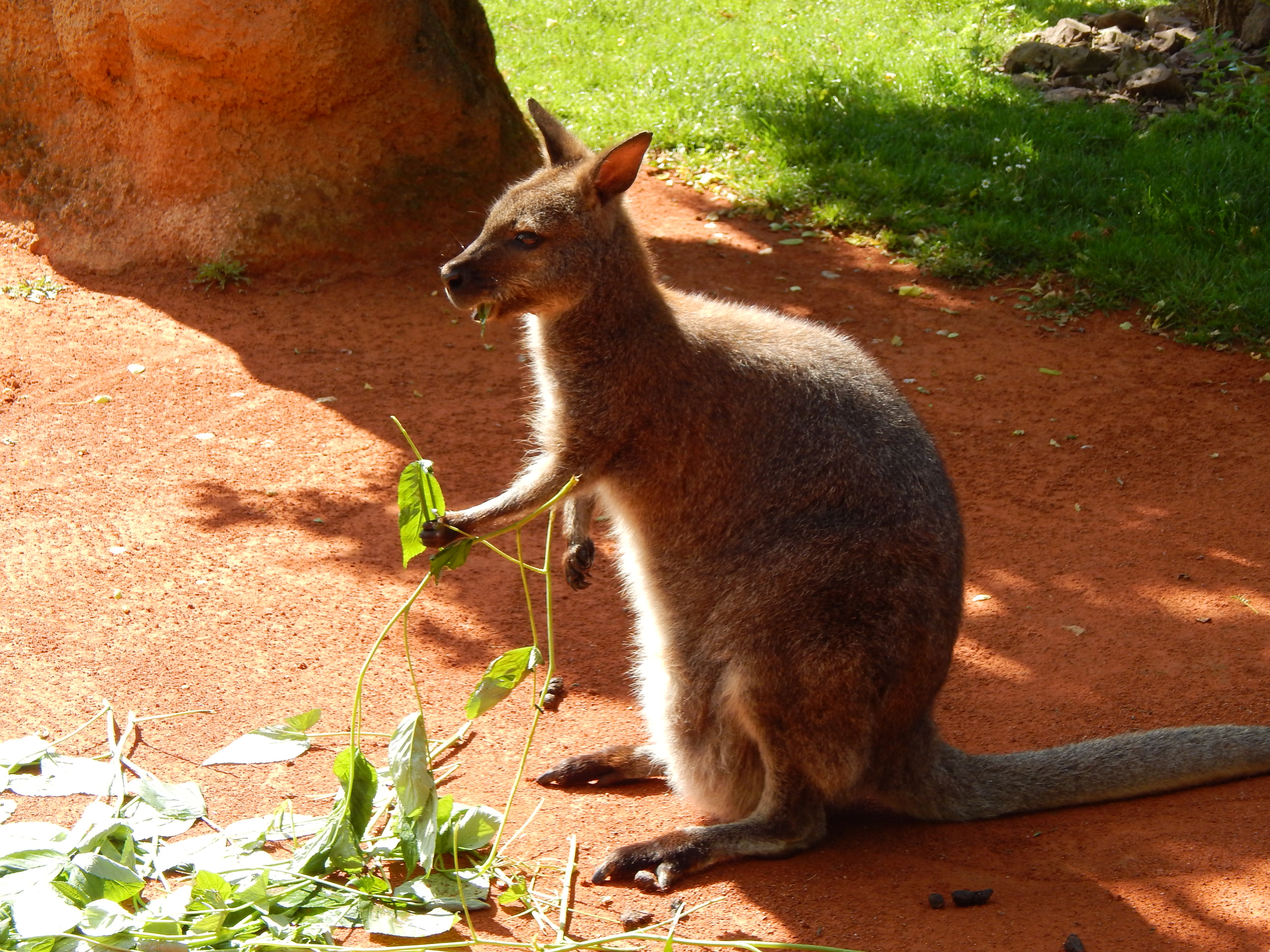 fond d'écran de fichier,kangourou,wallaby,kangourou,marsupial,animal terrestre