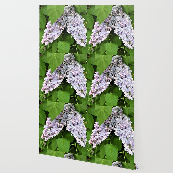 papier peint lilas b & q,fleur,lilas,plante,lilas,lilas