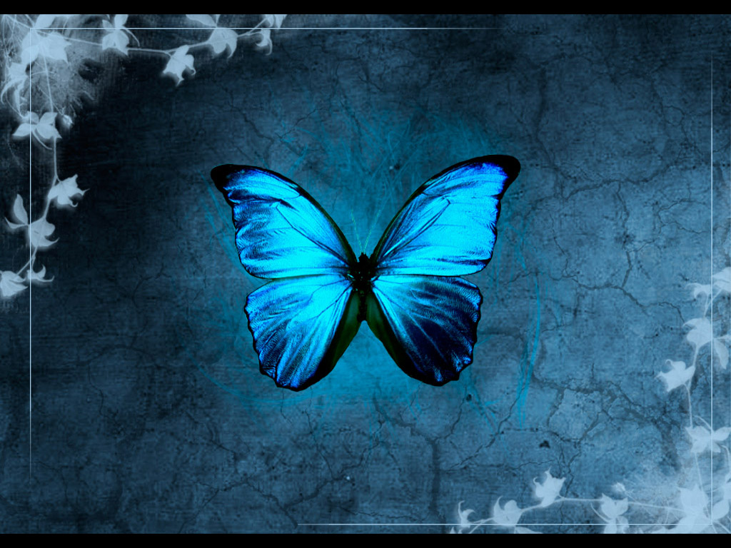 ティールバタフライ壁紙 青い バタフライ 蛾と蝶 昆虫 ターコイズ Wallpaperuse