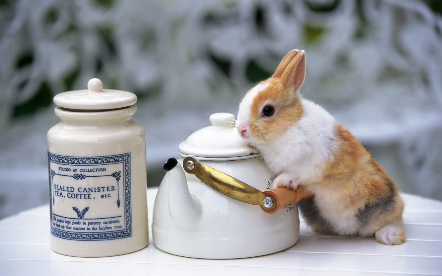 かわいいイースターの壁紙,ウサギ,飼いウサギ,ウサギとウサギ,食器,食器