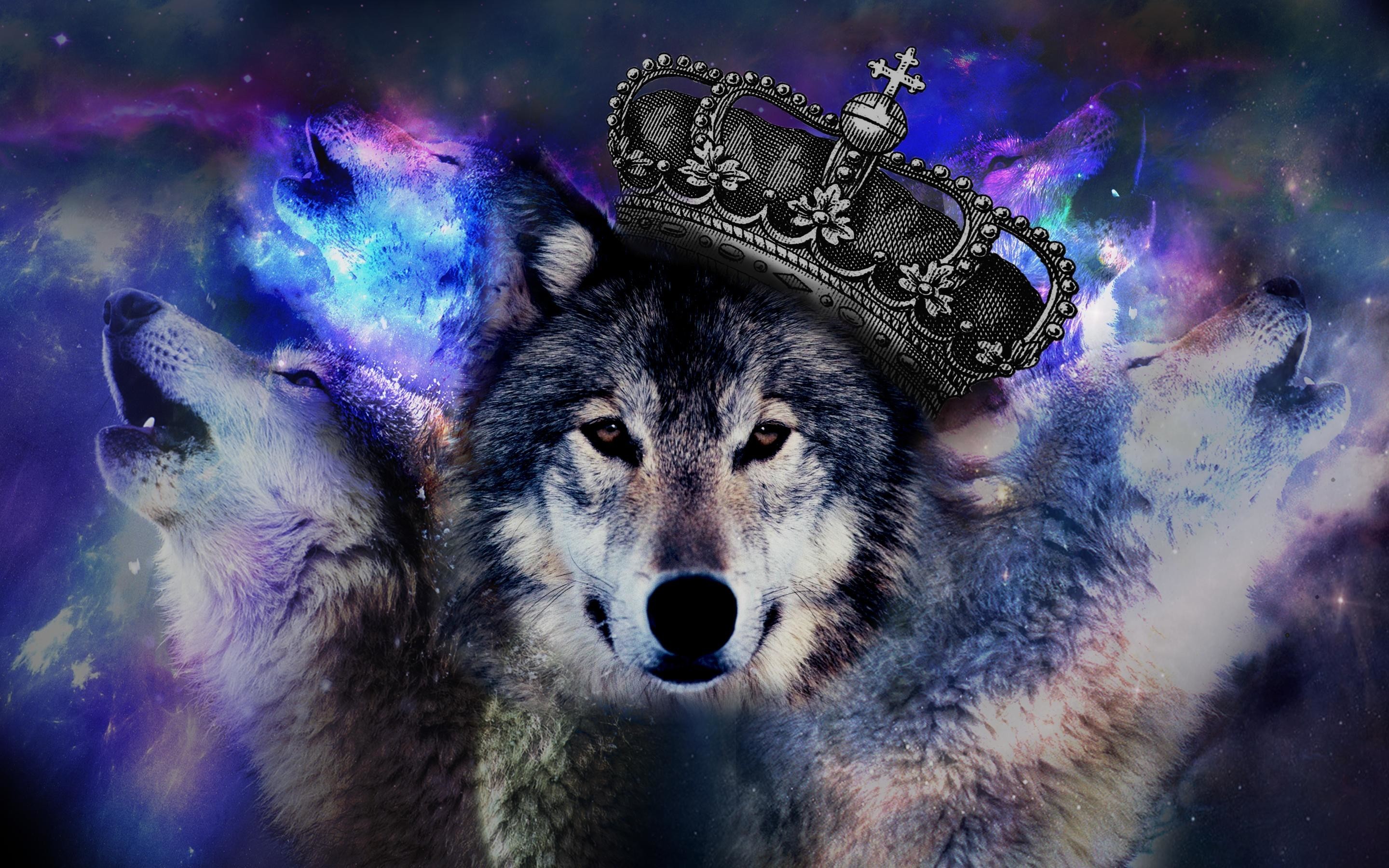feuerwolf tapete,wolf,schnauze,wolfshund,tierwelt,canis lupus tundrarum