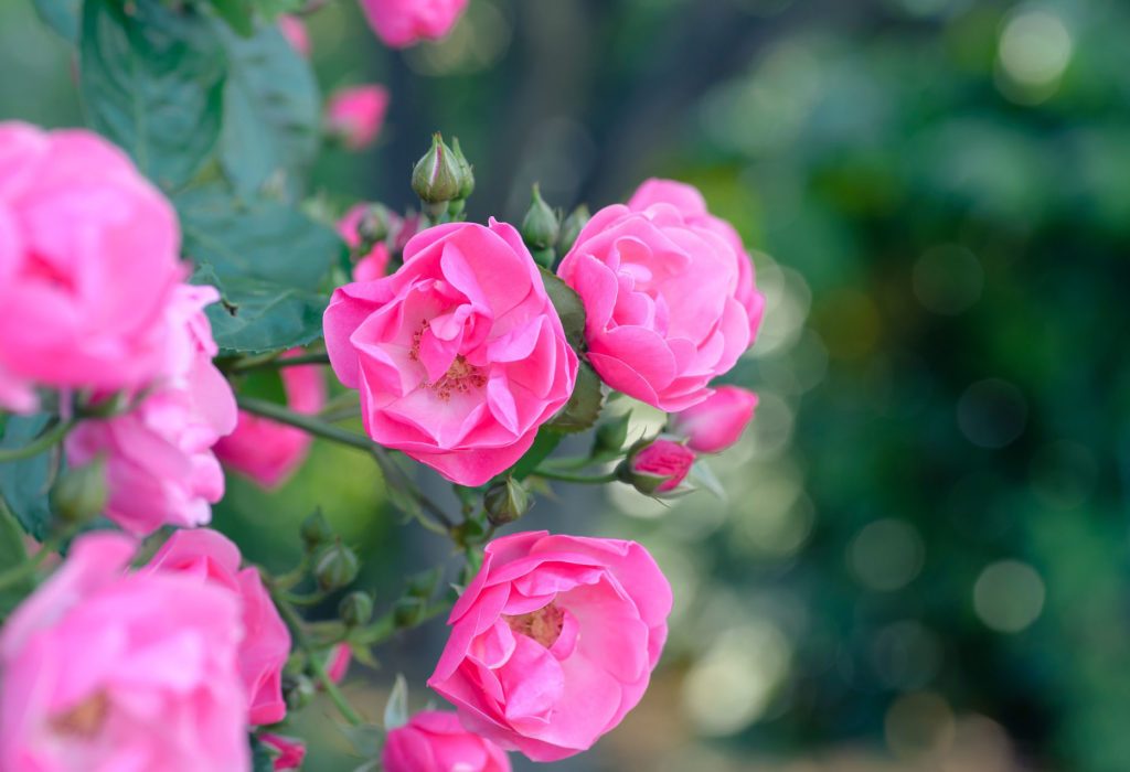 download hintergrundbild bunga,blume,blühende pflanze,rosa,blütenblatt,gartenrosen