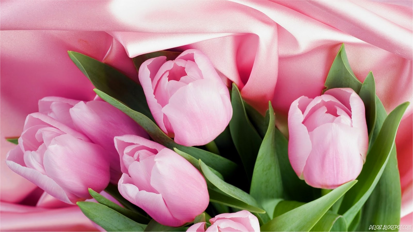 Wallpaper Bunga Tulip Pink Bunga Tulip Bergerak Wallpaperuse 7409