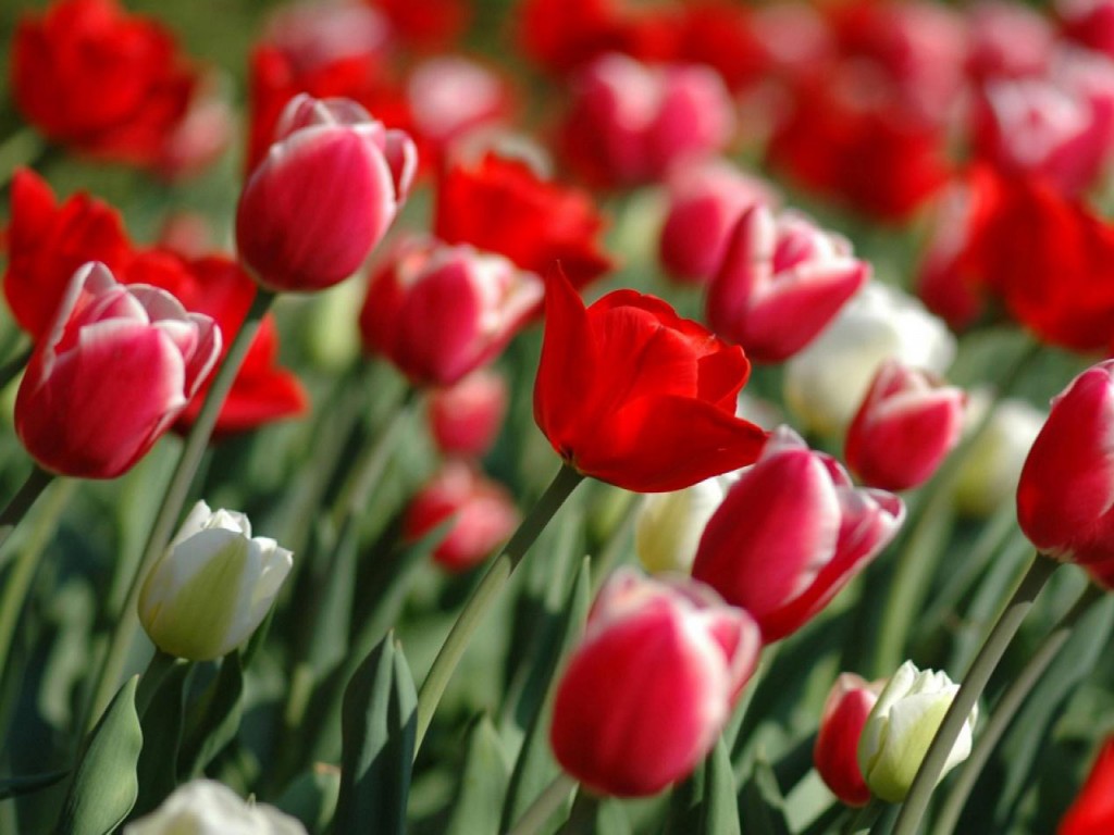 papier peint photo bunga,tulipe,plante à fleurs,pétale,fleur,rouge