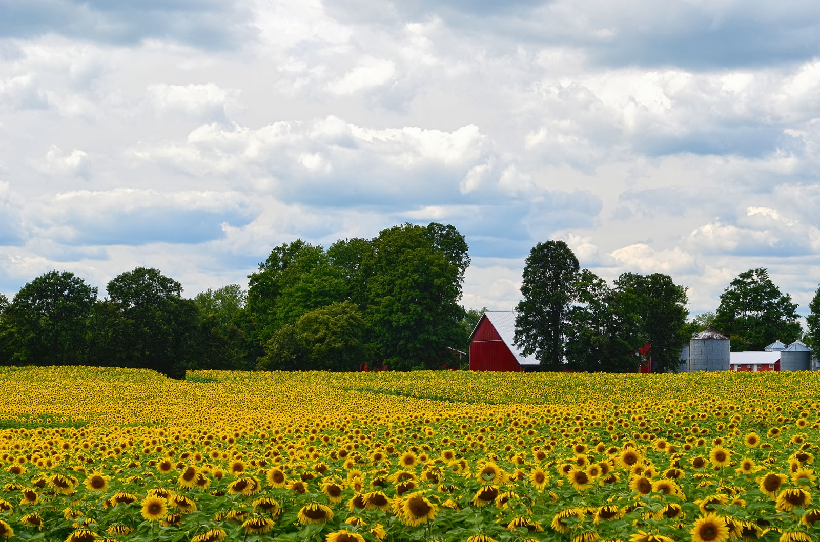 foto fondo de pantalla bunga,girasol,campo,flor,naturaleza,paisaje natural