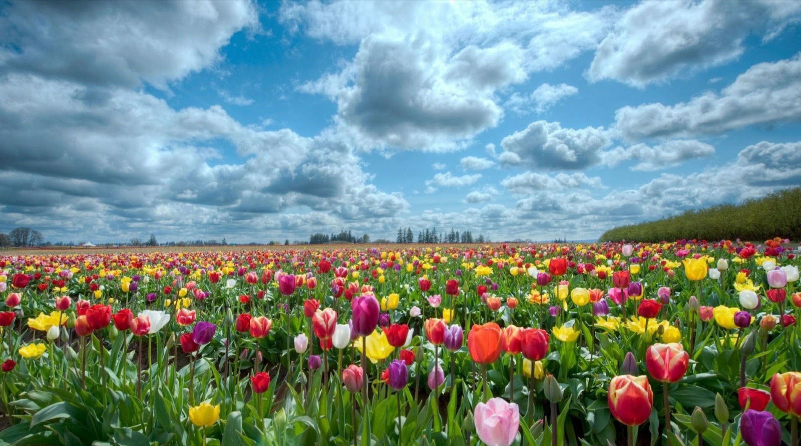 foto fondo de pantalla bunga,flor,planta floreciendo,paisaje natural,prado,tulipán
