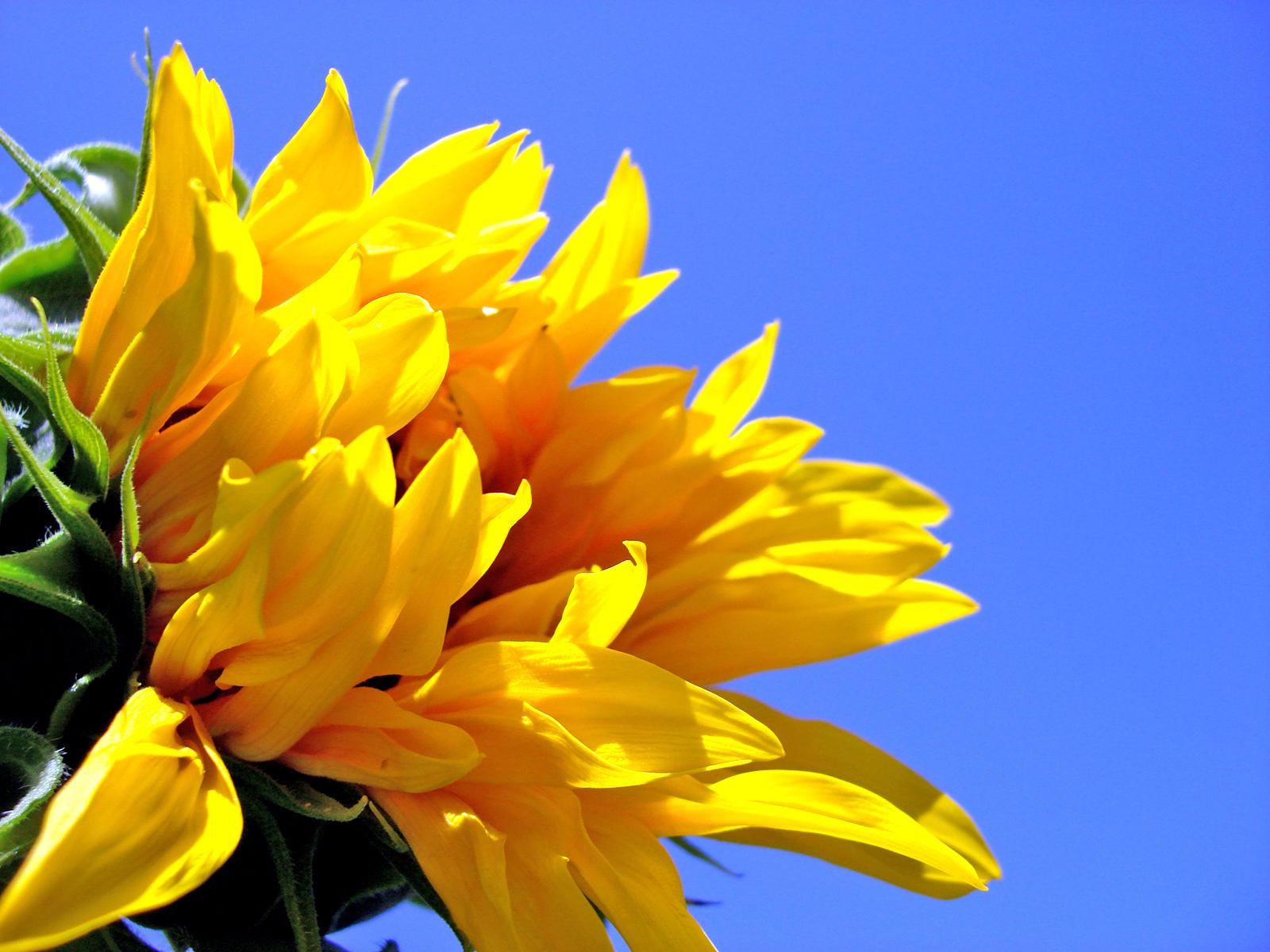 carta da parati tercantik,fiore,pianta fiorita,giallo,petalo,blu
