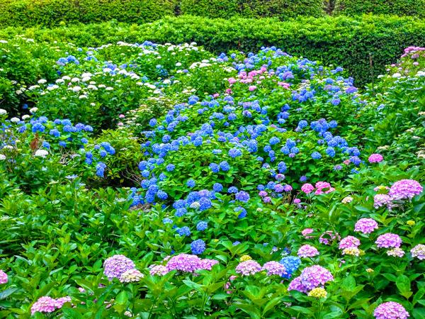 tapete tercantik,blume,blühende pflanze,pflanze,blau,hortensien