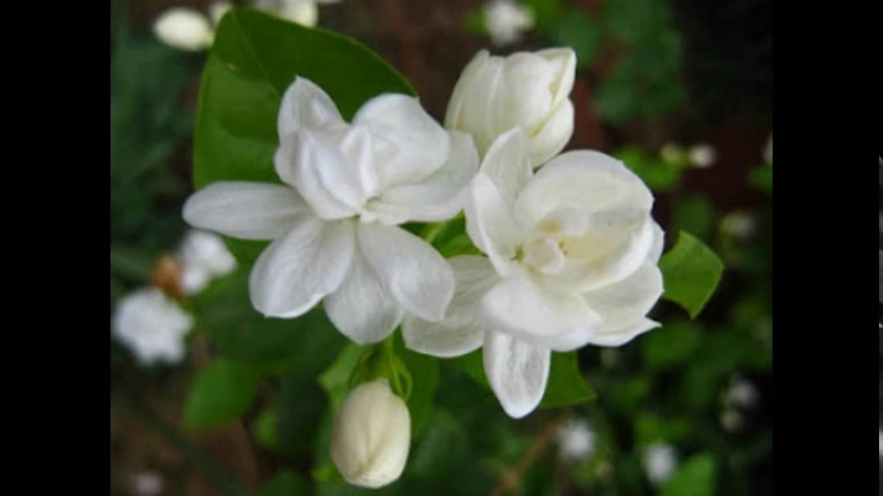 carta da parati bunga melati,fiore,pianta fiorita,bianca,petalo,pianta