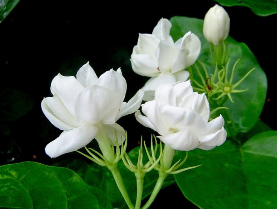 tapete bunga melati,blume,blühende pflanze,weiß,pflanze,blütenblatt