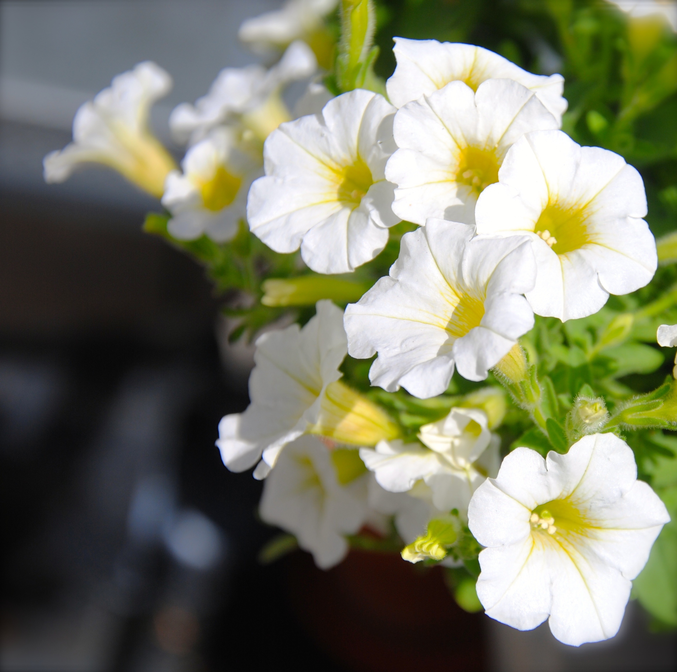 fondos de pantalla bunga melati,flor,blanco,pétalo,planta,planta floreciendo